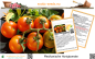 Preview: Tomate * Mexikanische Honigtomate * 20-1.000 Samen
